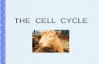 THE CELL CYCLE. The Cell Cycle Events that occur in the life of a cell. Includes 3 major stages: 1.Interphase 2.Mitosis 3.Cytokinesis.