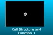Cell Structure and Function I. Cell Theory 1. All living things are made of cells. 3. New cells are produced from existing cells 2. Cells are the basic.