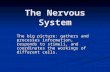 The Nervous System The big picture: gathers and processes information, responds to stimuli, and coordinates the workings of different cells.