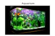 Aquarium Presentation - Vikram