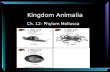 Kingdom Animalia Ch. 12- Phylum Mollusca. Key Characteristics of Mollusks 2 nd largest animal phylum Marine, freshwater, and terrestrial Seven classes.