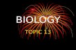 BIOLOGY TOPIC 13. 13.1.1 Outline the wide diversity in the plant kingdom as exemplified by the structural differences between bryophytes, filicinophytes,