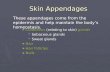Skin Appendages Cutaneous (relating to skin) glands Cutaneous (relating to skin) glands Sebaceous glands Sebaceous glands Sweat glands Sweat glands Hair.