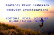 Kootenai River Fisheries Recovery Investigations KOOTENAI RIVER ECOSYSTEM REHABILITATION PROJECT.
