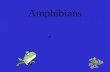 Amphibians AMPHIBIAN=GREEK FOR AMPHIBIOS WHICH MEANS DOUBLE LIFE ECTOTHERMIC VERTEBRATES HIBERNATE OR ESTIVATE DEPENDING ON CLIMATE.