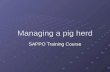 Managing a pig herd SAPPO Training Course. Introduction Each age group/development stage has special management requirements to stay healthy and produce.