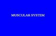 MUSCULAR SYSTEM. INTRODUCTION OVER 600 MUSCLES MAKE UP THE MUSCULAR SYSTEM MUSCLES ARE MADE OF BUNDLES OF MUSCLE FIBERS THAT ARE HELD TOGETHER BY CONNECTIVE.