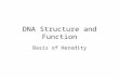 DNA Structure and Function Basis of Heredity. Chemical Basis of Life.