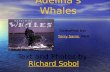 Adelinas Whales Text and Photos by Richard SobolRichard Sobol Compiled by: Terry Sams PESTerry Sams.