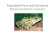 Frog Body Parts and Functions (Know the terms in green)
