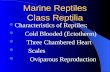Marine Reptiles Class Reptilia Characteristics of Reptiles; Cold Blooded (Ectotherm) Three Chambered Heart Scales Oviparous Reproduction.