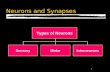 1 Neurons and Synapses Types of Neurons SensoryMotor Interneurons.