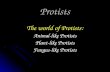 Protists The world of Protists: Animal-like Protists Plant-like Protists Fungus-like Protists.