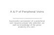 A & P of Peripheral Veins  Successful cannulation of a peripheral vein requires proper site selection,