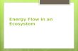 Energy Flow in an Ecosystem. Energy Transfer Energy is the ability to do work 3 main paths in which energy flows Producers Consumers Decomposers.