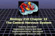 Biology 210 Chapter 13 The Central Nervous System Edited by John McGill Supplemental Notes by Beth Wyatt Original PowerPoint By: Jack Bagwell Last Updated: