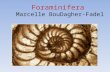 Foraminifera Marcelle BouDagher-Fadel. What are Foraminifera: with characteristic net-like pseudopodia called reticulopodia organic or shell-like, agglutinated.