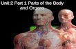 Unit 2 Part 1 Parts of the Body and Organs. 1 body.
