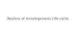 Table Review for Amelogenesis Life-Cycle
