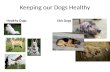 Keeping our Dogs Healthy Healthy DogsSick Dogs. What are we going to talk about? Basic Health care food water shelter Vaccinations/disease prevention.