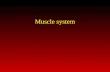 Muscle system. Characteristics of the muscle system Excitable: muscles will respond to stimuli (neural stimuli) Contractile: muscles can contract (shorten)