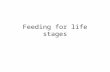 Feeding for life stages. Feeding the pregnant mare Additional energy required in final trimester. Not much more is required than for normal maintenance,