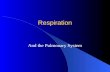 Respiration And the Pulmonary System. Types of Respiration Pulmonary respiration (ventilation) – Breathing – Inspiration – Expiration External respiration.