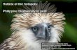 Hottest of the hotspots: Philippine biodiversity in peril Pithecophaga jeferyii (Philippine Eagle) Endemic to Luzon, Mindanao, Samar, Leyte 30 breeding.
