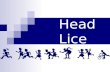 Head Lice. What are Head Lice? Insects that live and reproduce on your head Head lice feed on blood from your scalp Head Lice are a common nuisance, and