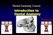 Dental Anatomy Course Introduction to Dental Anatomy Msd Fábio Tunes.