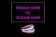 Human teeth vs. Animal teeth Do you think you have the same teeth as animals? What do you think animals use their teeth for? Can you think of an animal.