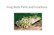 Frog Body Parts and Functions. Anatomy of a Frogs Head.