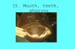 15. Mouth, teeth, pharynx. Fig. 16.1 Liem, Bemis, Walker & Grande. In Deuterostomes, mouth forms where the archenteron meets the stomodeum (a fold in.