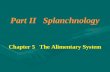 Part II Splanchnology Chapter 5 The Alimentary System Part II Splanchnology Chapter 5 The Alimentary System.