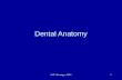 M.E. Mermigas, DDS1 Dental Anatomy. M.E. Mermigas, DDS2 Nomenclature Maxilla Mandible.