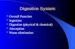 Digestive System Overall Function Ingestion Digestion (physical & chemical) Absorption Waste elimination.