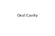 Oral Cavity. Objectives: Describe the boundaries of the oral cavity. Describe the normal anatomical structures of the oral cavity. Describe teeth and.