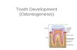 Tooth Development (Odontogenesis). Dentition Primary dentition – develops during prenatal period –20 teeth Permanent dentition – develops as the jaw grows.