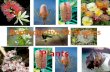 Reproductive Strategies Plants. Plant Reproduction Reproduction in Flowering Plants and Conifers The process of pollination The reproductive cells in.