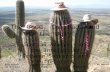 The Good, the Bad, and the Ugly Spatial Analysis of the Interaction Between Saguaros and Buffelgrass Becky MacEwen Saguaro National Park NPS RIM GIS Specialist.