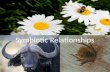 Symbiotic Relationships. What are Symbiotic Relationships? ? Symbiosis is the close relationship between two or more organisms of different species, often.