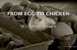 Or….. Chicken to Egg. color of an egg shell dictated by the specific breed of chicken laying the egg. 25 hours to produce an egg Lays egg during day light,