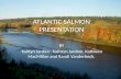 ATLANTIC SALMON PRESENTATION BY Kaitlyn Jardine, Kathryn Jardine, Kathleen MacMillan and Randi Vanderbeck.