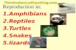 Reproduction in: 1.Amphibians 2.Reptiles 3.Turtles 4.Snakes 5.lizards vet-student.mihanblog.com.