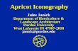 Apricot Iconography Jules Janick Department of Horticulture & Landscape Architecture Purdue University West Lafayette IN 47907-2010 janick@purdue.edu.