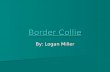 Border Collie By: Logan Miller Intro In this power point presentation I am going to tell you about Border Collies In this power point presentation I.