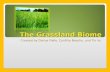 The Grassland Biome Created by Darius Fiallo, Cynthia Beachy, and Tin Vu.