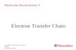 Electron Transfer Chain Copyright © 1999-2007 by Joyce J. Diwan. All rights reserved. Molecular Biochemistry I.