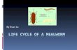 By Evan Lo Egg larva pupa adult  this is the life cycle of a egg to a mealworm to a pupa to a adult.