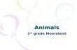 Animals 3 rd grade Mooreland. The Needs of Animals Animals have 5 basic needs –Food –Shelter –Oxygen/air –Water –Space.